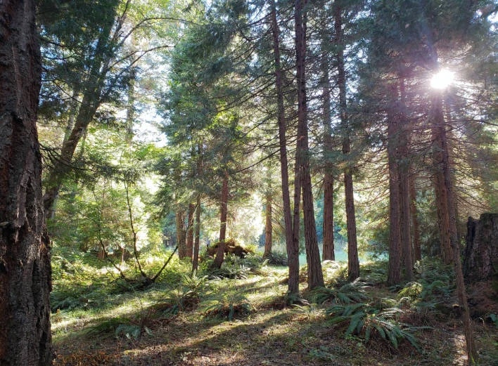 Lush green forest with sun peaking through the trees.