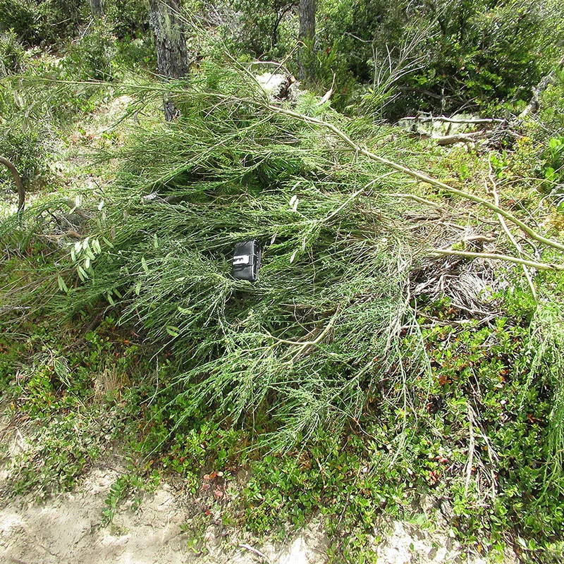 desktop-scotch-broom.jpg