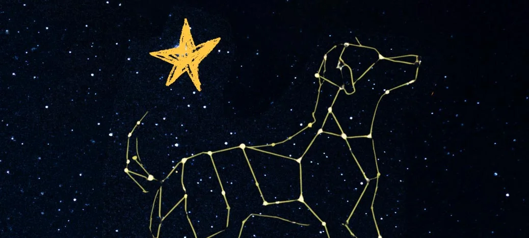mobile-dog-star-play.jpg