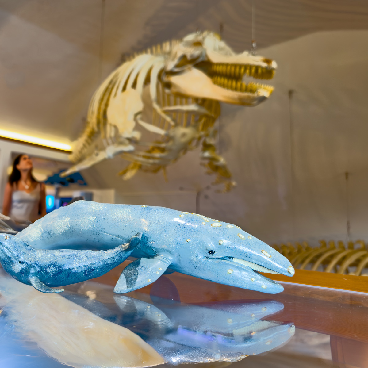 Model of a blue whale and calf displayed on a reflective surface in a museum exhibit, with a large suspended whale skeleton and a visitor visible in the background.