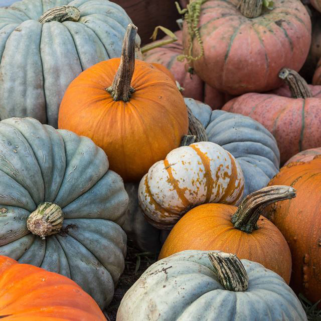 A pile of colorful pumpkins in orange, gray, and striped varieties.