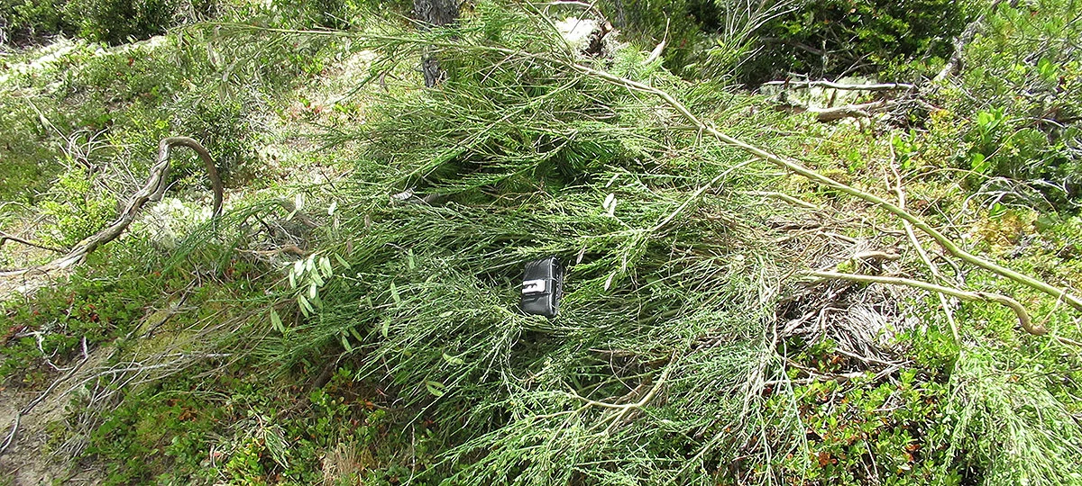 mobile-scotch-broom.jpg