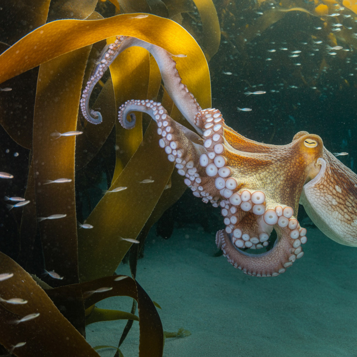 Octopus swimming among kelp with small fish nearby.