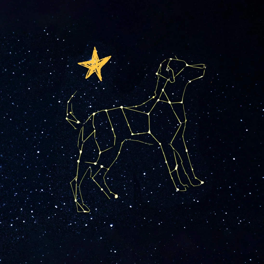 Illustration of a dog formed by connected stars and constellation lines beneath a bright golden star in a dark night sky filled with stars.