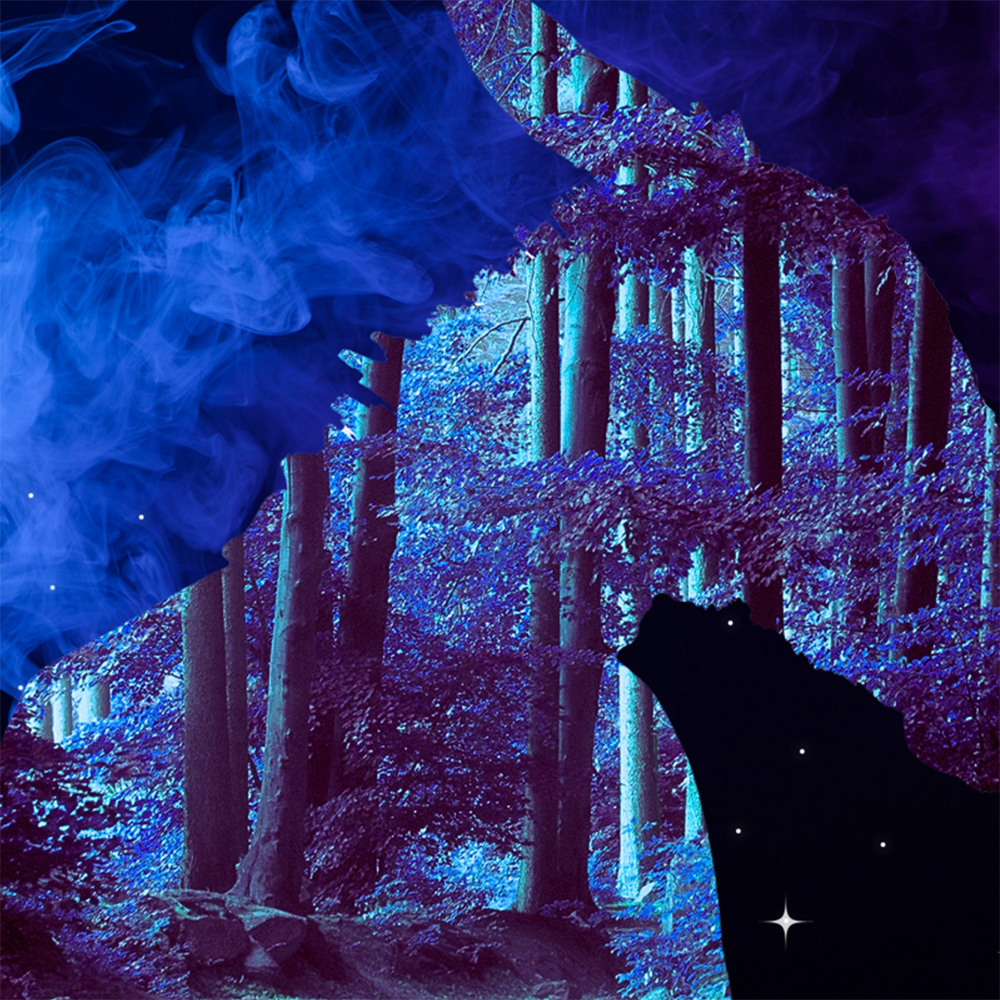 an ethereal image of nighttime in the woods