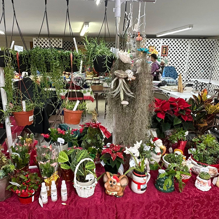 room with a number of live plants in pots sitting on a red cloth covered table