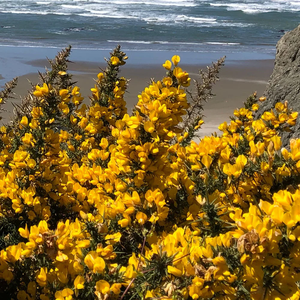 Gorse-Desktop.jpg