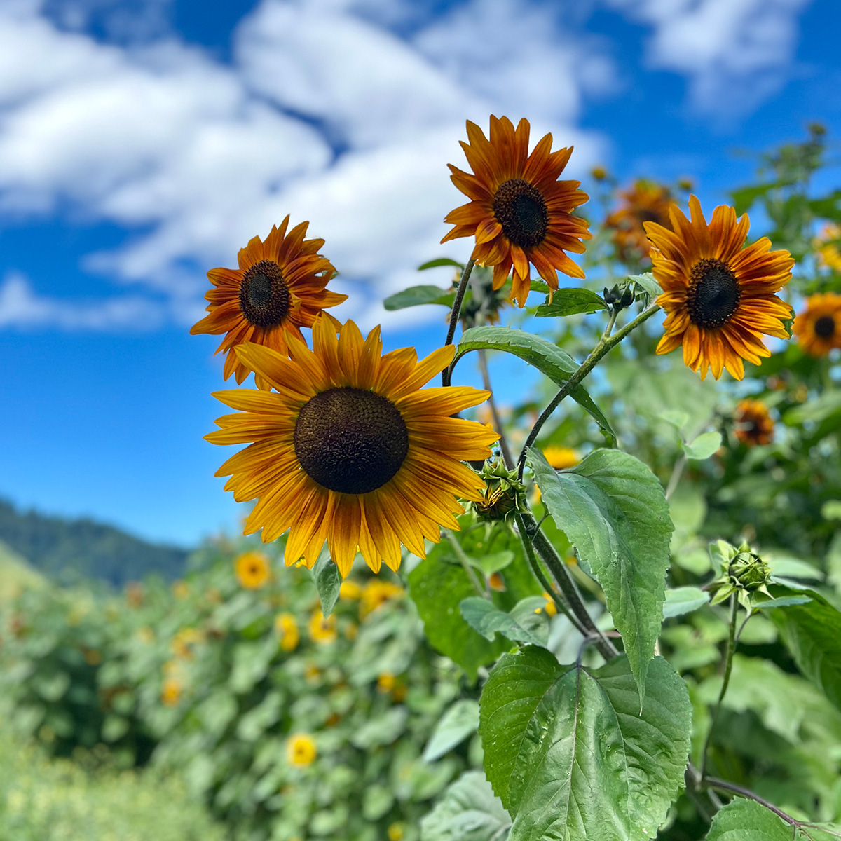 close up image of sunflowers set in front of a blue sky with white clouds