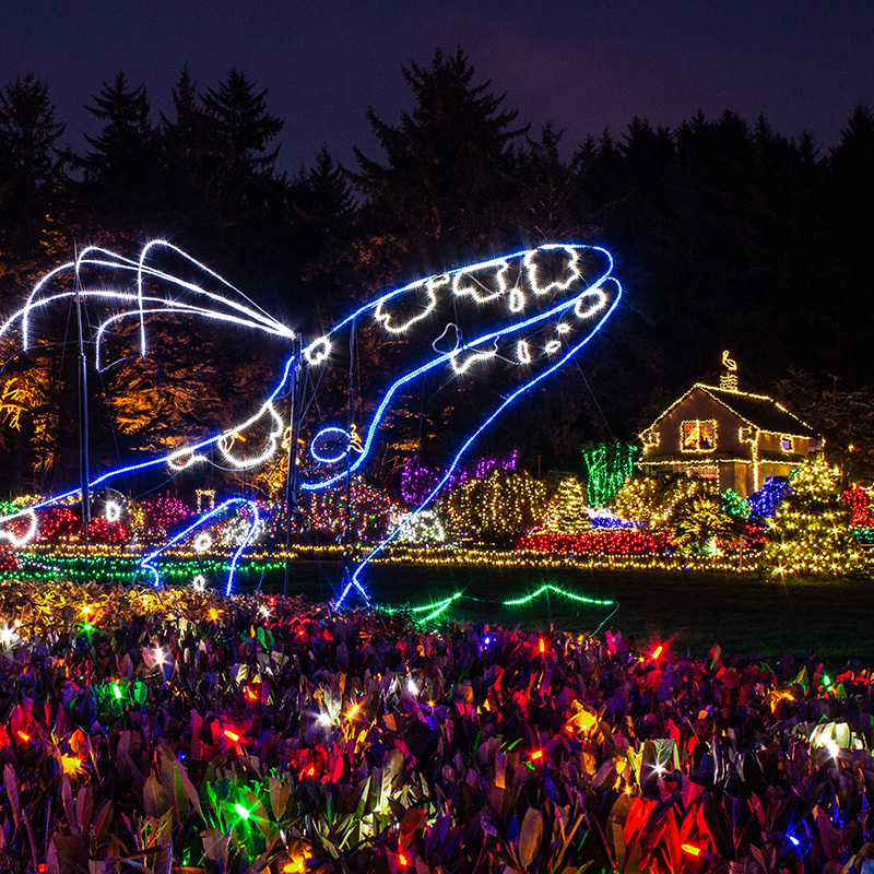 holiday lights display at night time