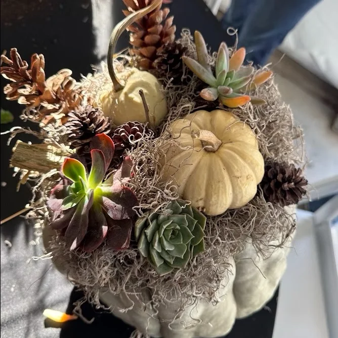 Image of a succulent and pumpkin arrangement