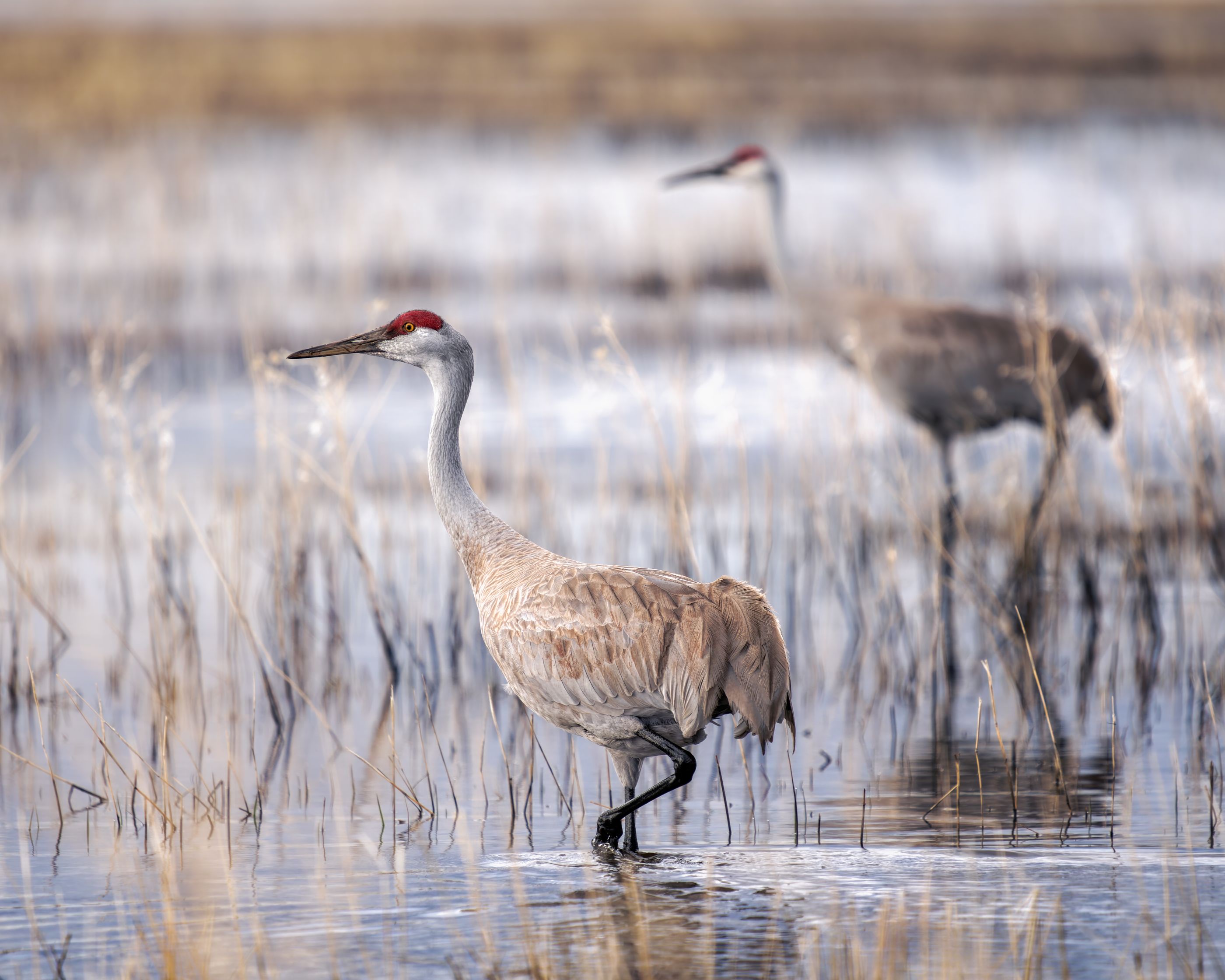 Greater Sandhill Crane
