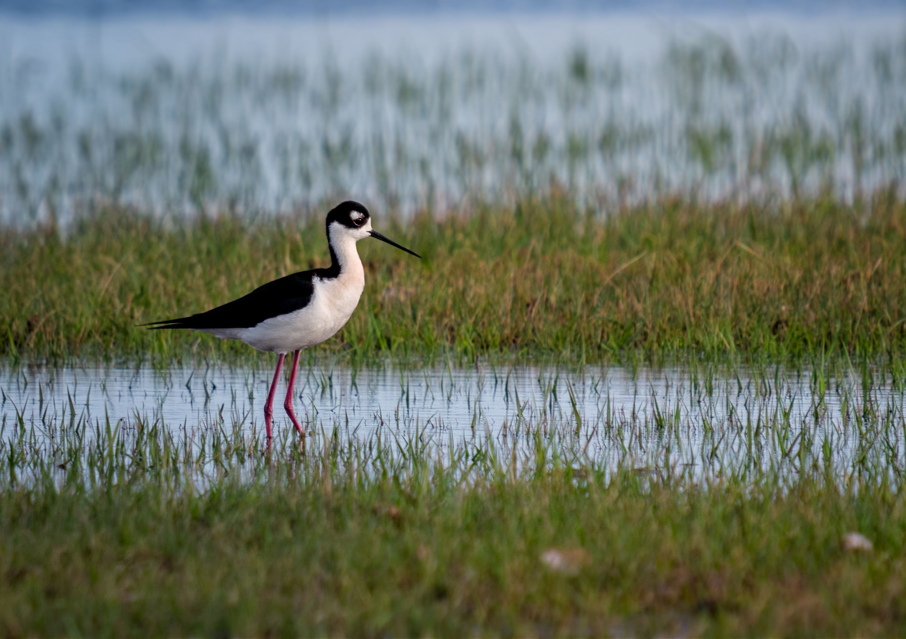 Black Necked Stilt