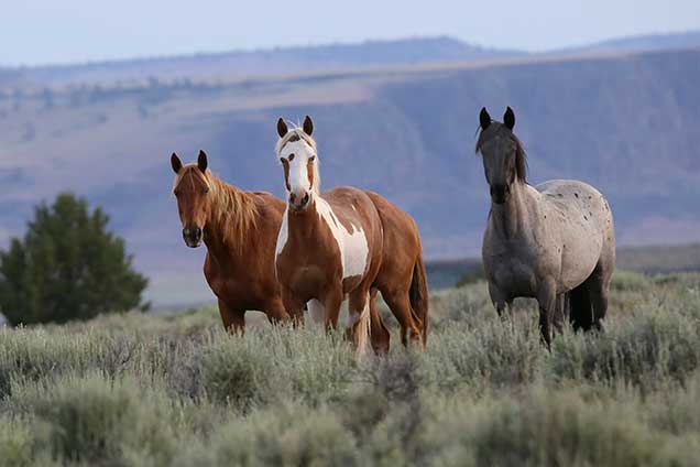 Steens HMA