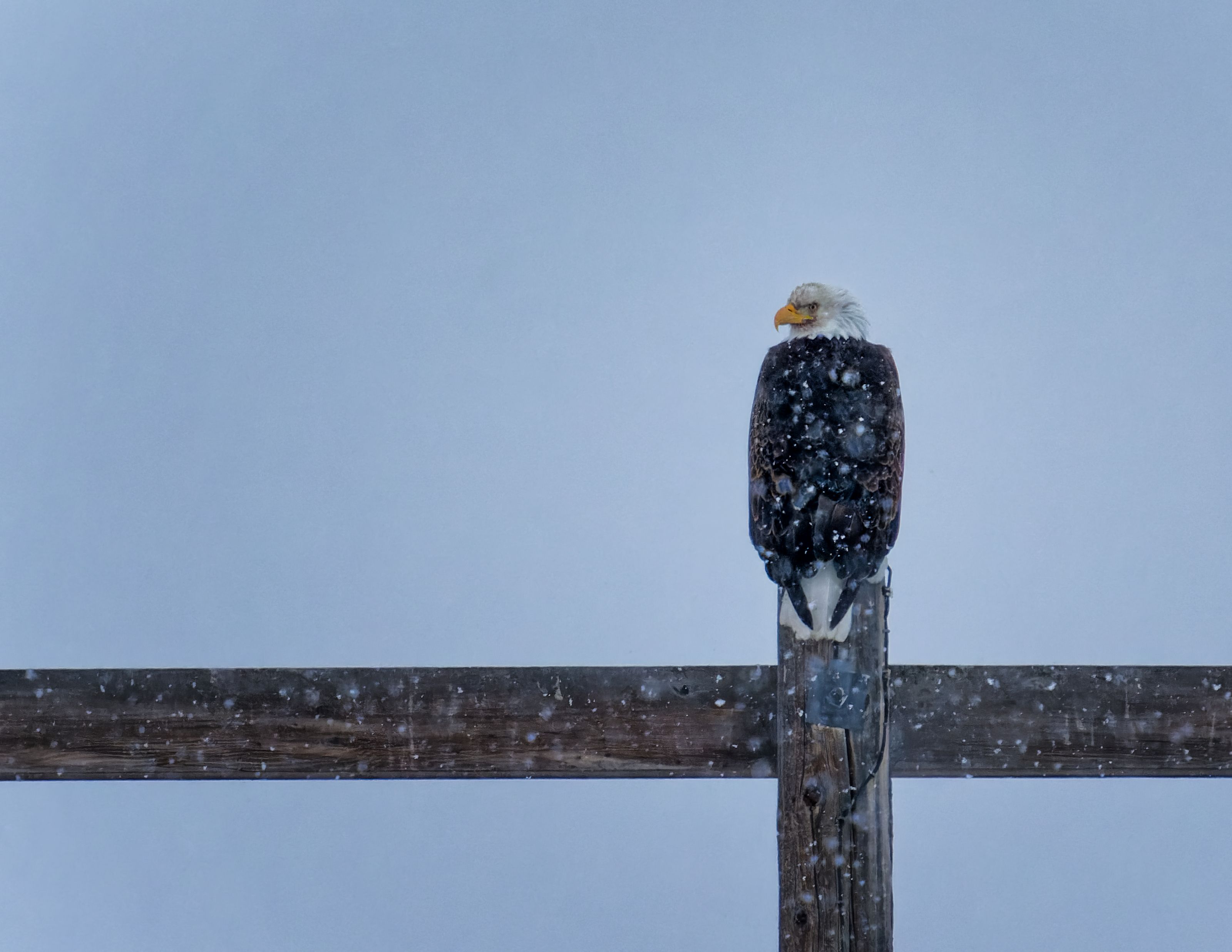 Eagle