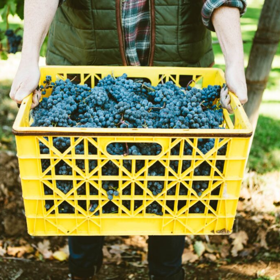 A person holding a yellow crate full of dark blue and purple grapes