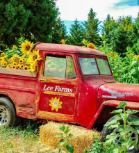 Truck with Lee Farms logo on it with sunflowers in the background