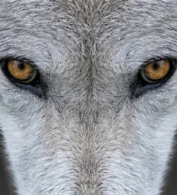 A close up of a wolf's face