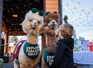 2 Ale-Pacas (alpacas) with a kid standing in front of them reaching out to pet them