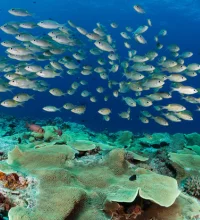 Fish swimming above coral reefs