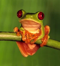 Tree frog on a small branch