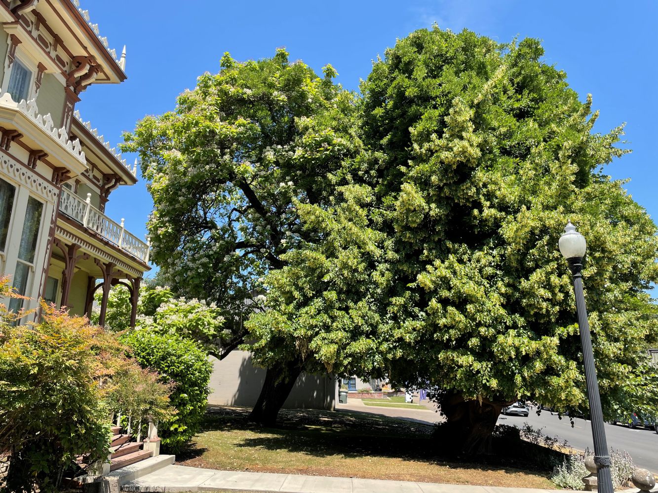Moyer House Linden / Wisteria