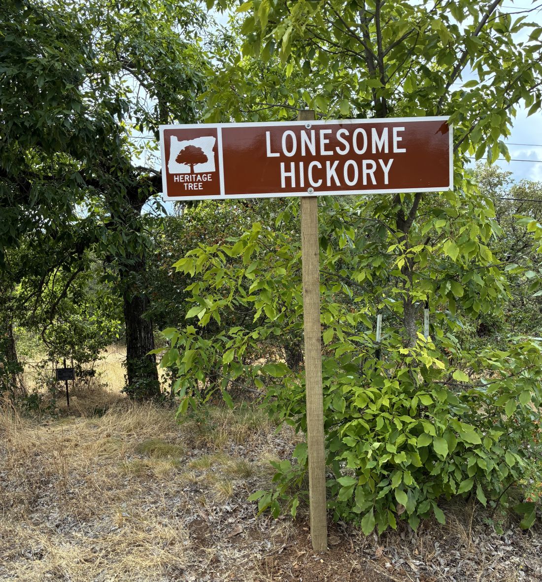 Lonesome Hickory