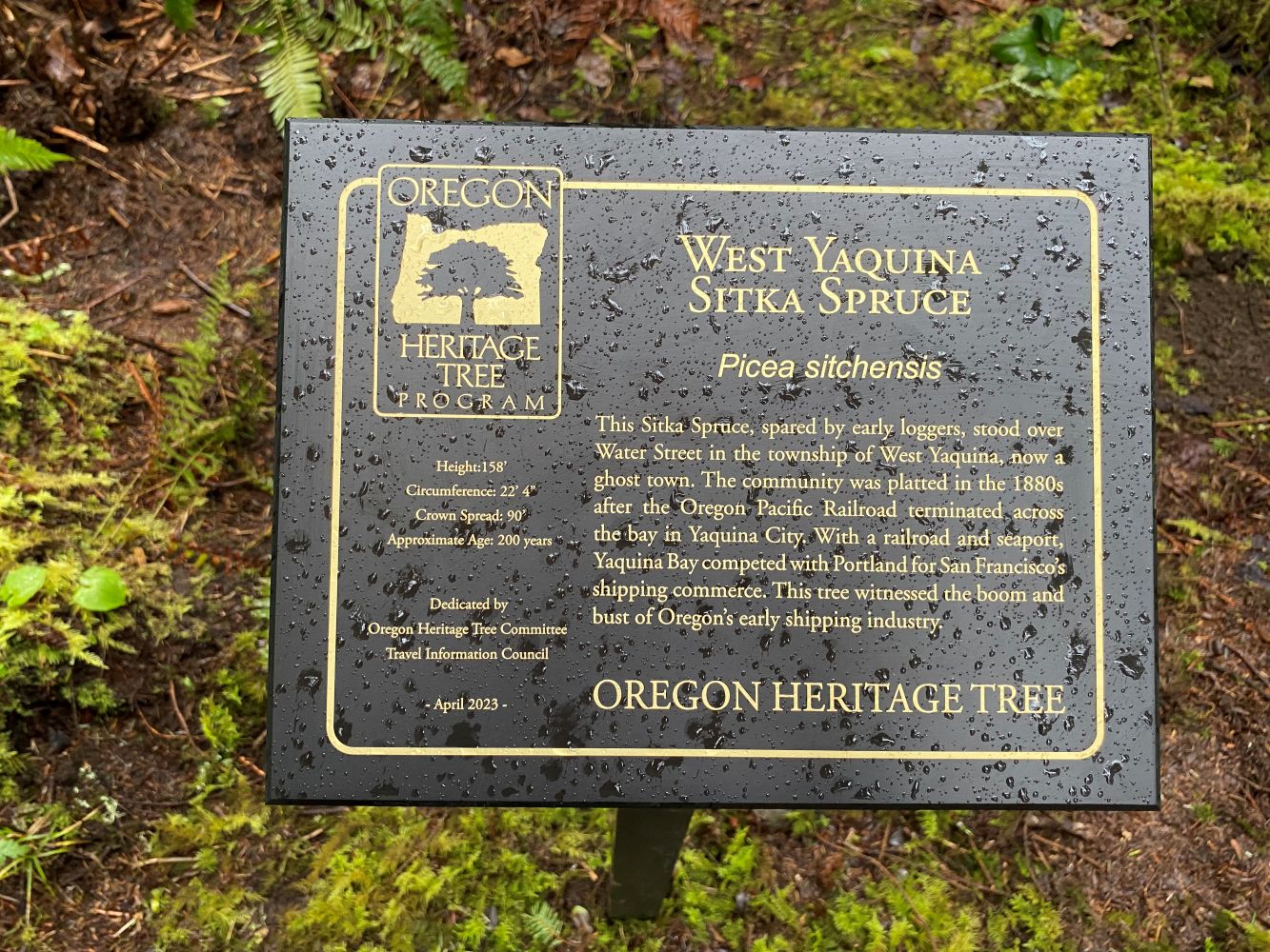 West Yaquina Sitka Spruce