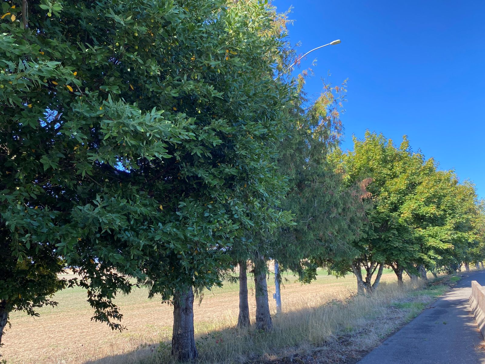 10th Mountain Division Memorial Grove