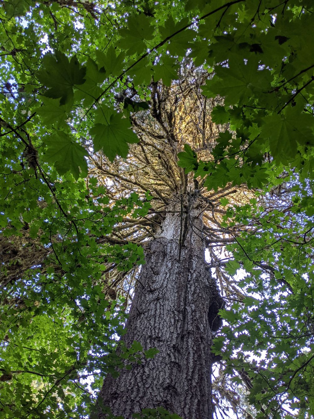 Northrup Creek Big Tree Trail