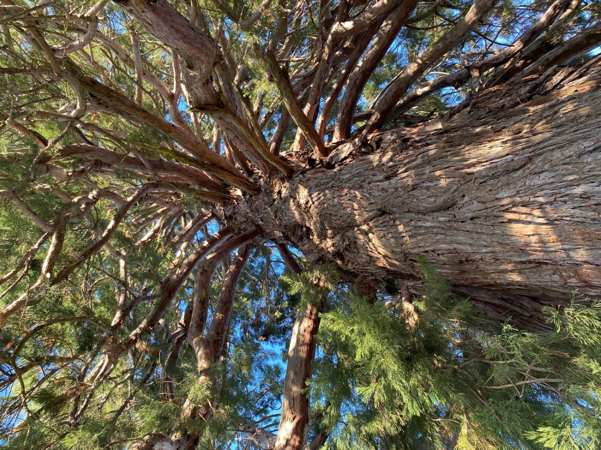 Governor Withycombe Sequoia