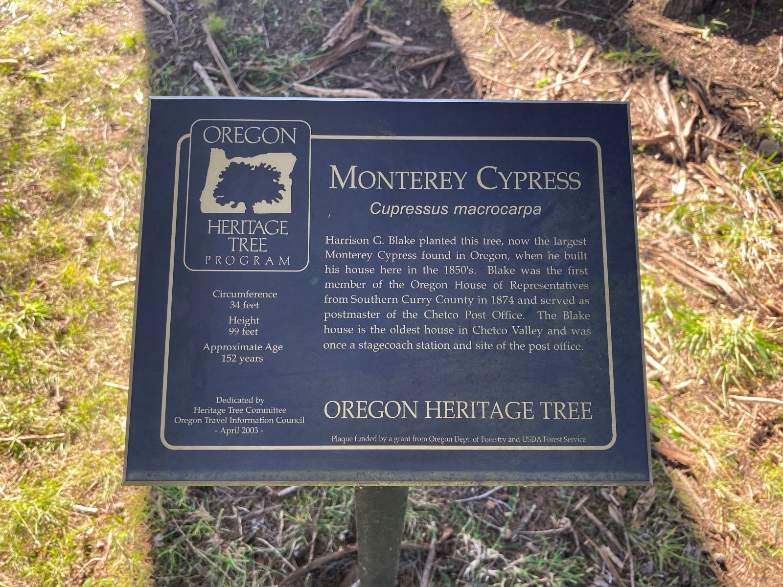 Monterey Cypress Oregon Heritage Tree