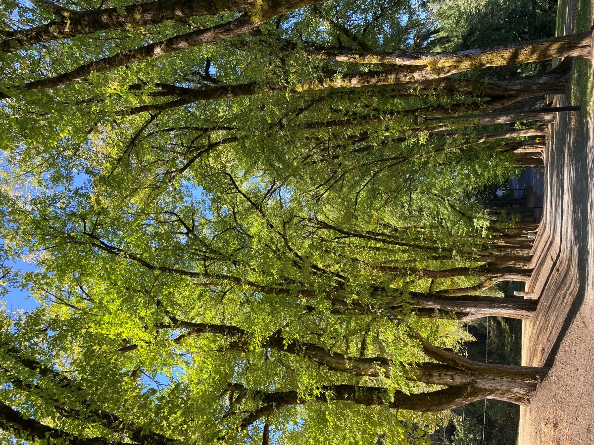 Jenkins Estate Elm Grove