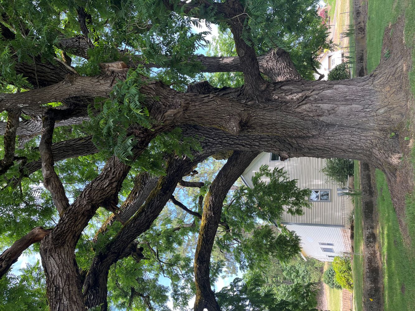 Baker Russell Black Walnut