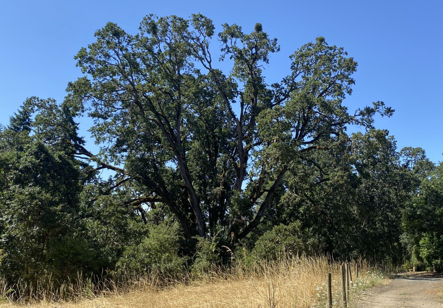 Signature Oak