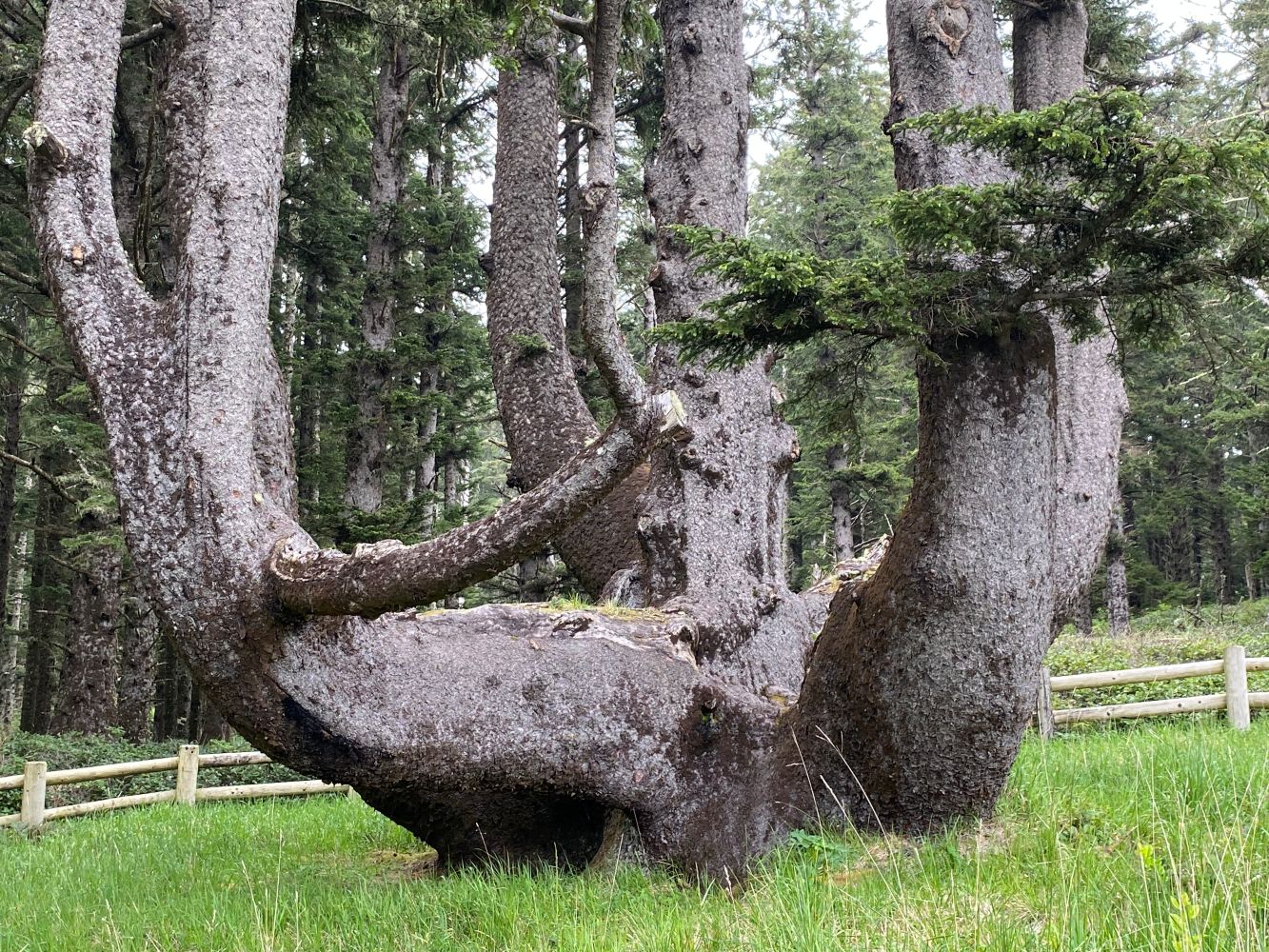 Trunk of Octopus Tree OTIS.jpg