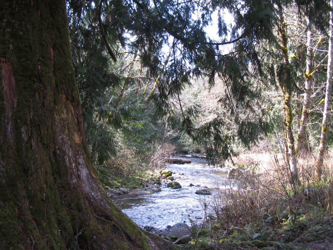 Frank Lockyear Memorial Grove