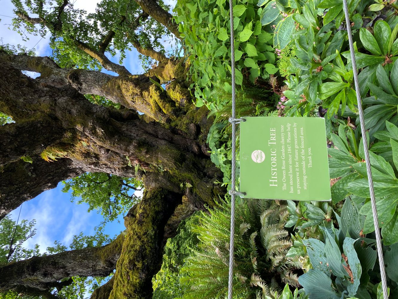 Owen Cherry Heritage Tree