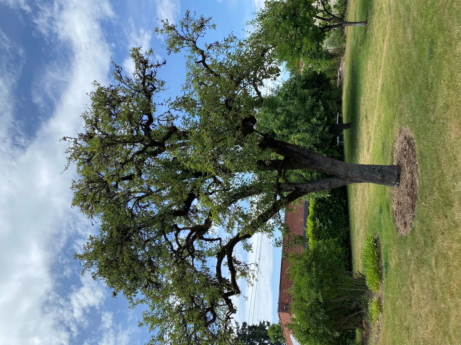 Hoover-Minthorn Pear