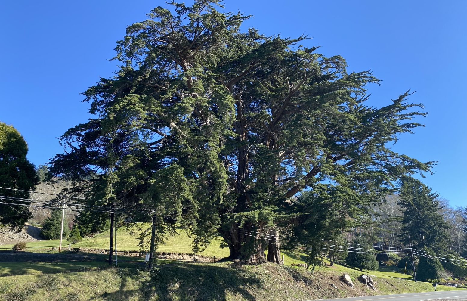 Street view of Monterey cypress heritage tree