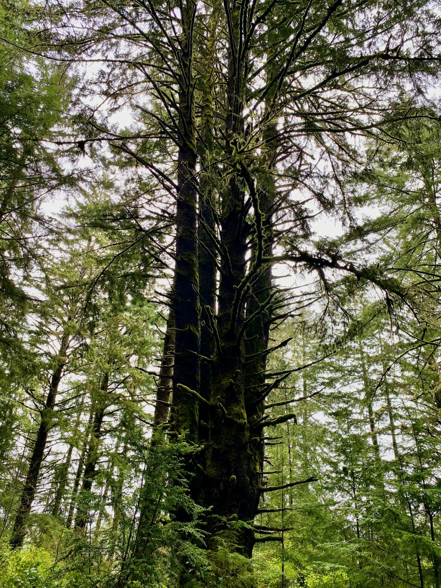 West Yaquina Sitka Spruce