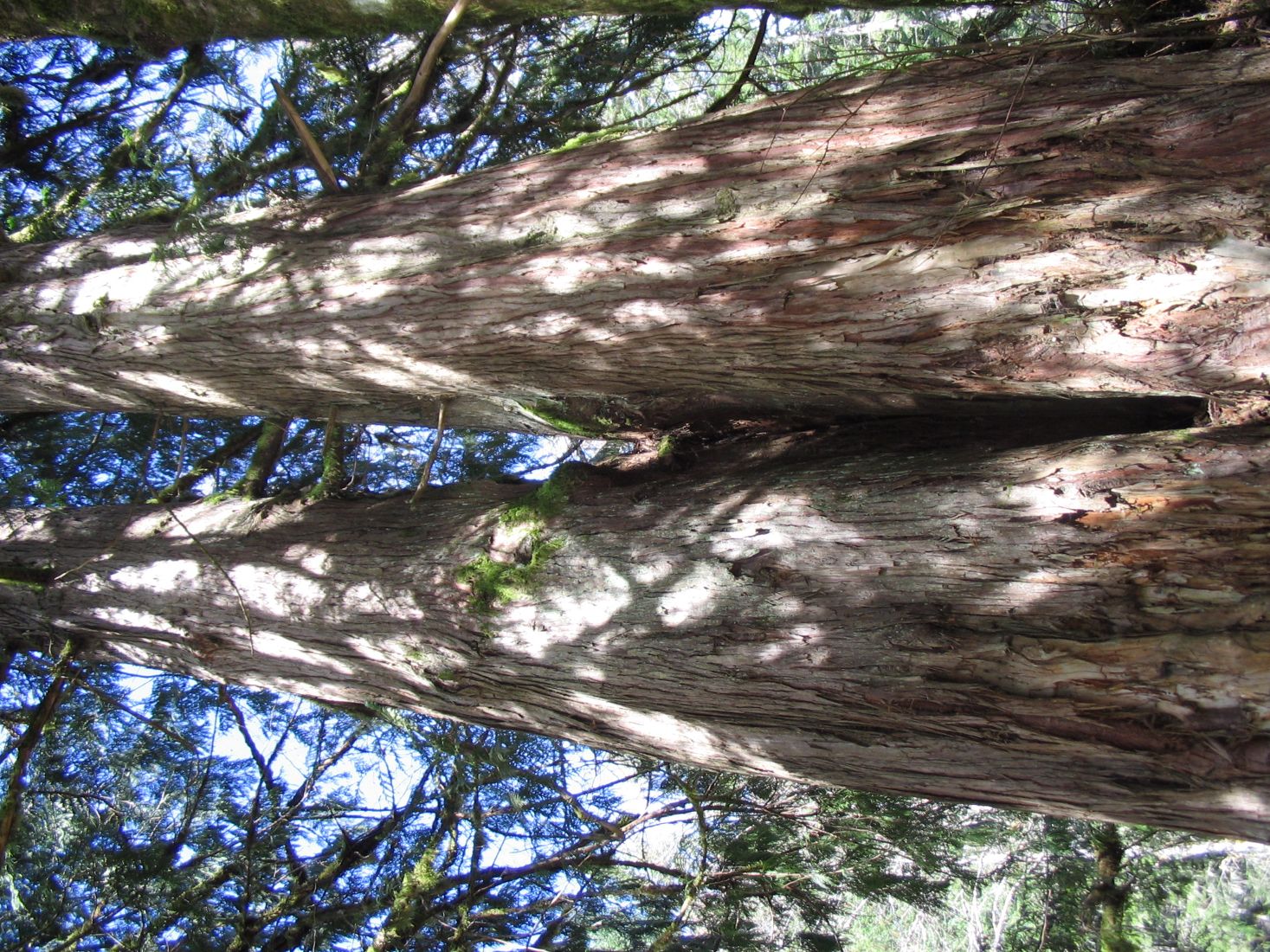 Frank Lockyear Memorial Grove