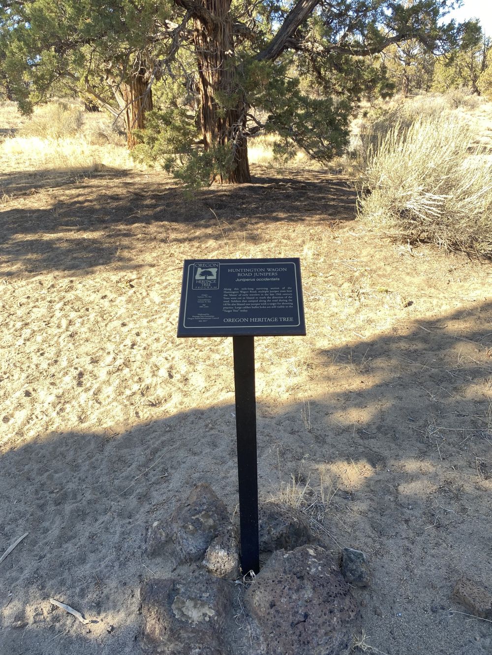 Huntington Wagon Rd Junipers