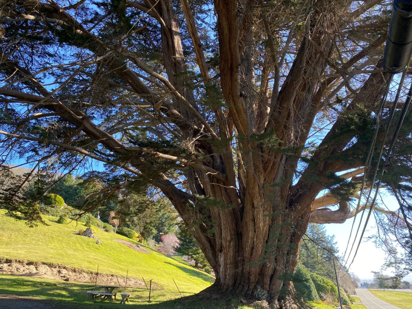 Side view of Monterey cypress tree