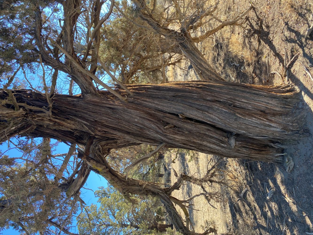 Huntington Wagon Rd Junipers