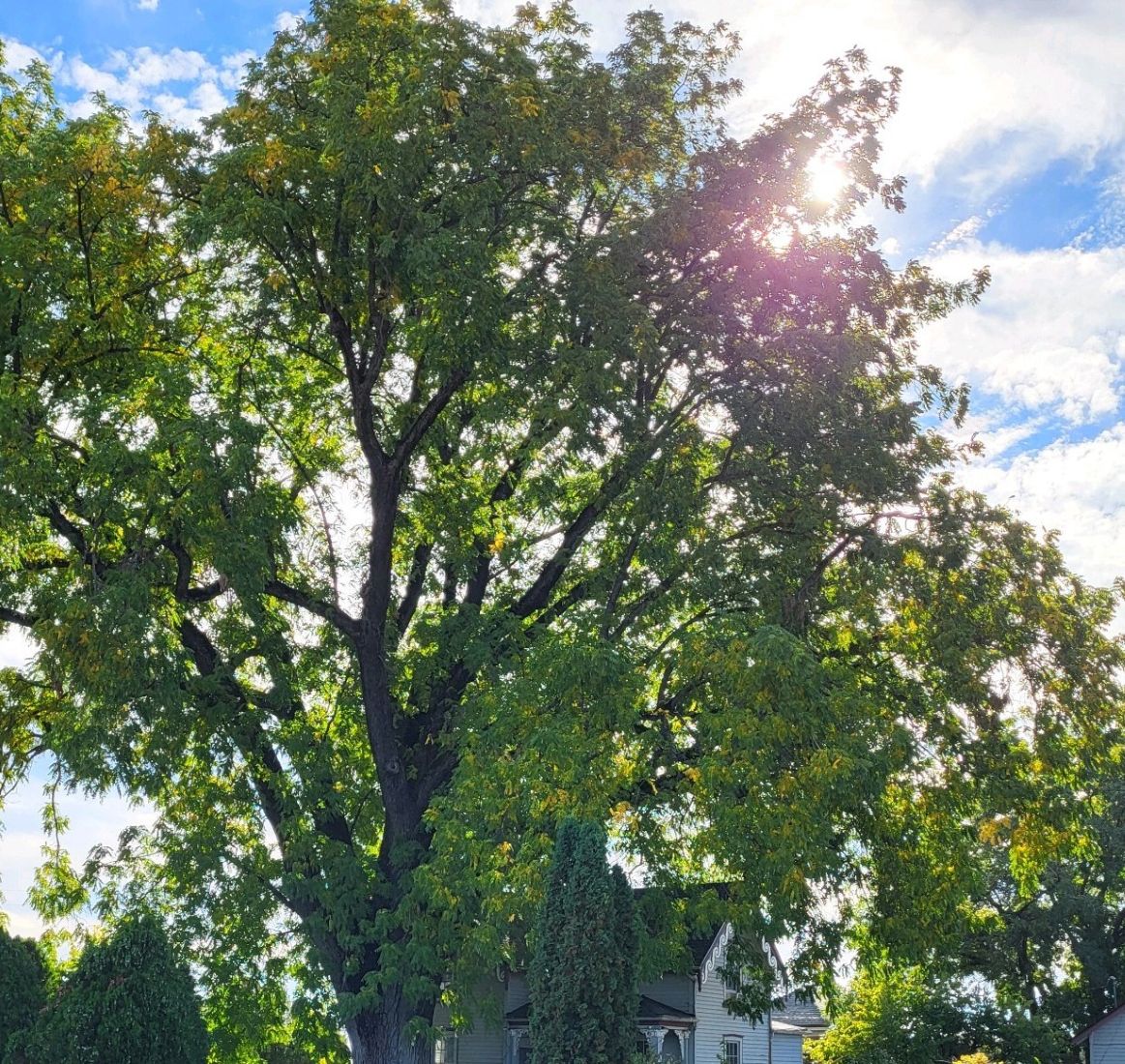 Beall Black Walnut Heritage Tree