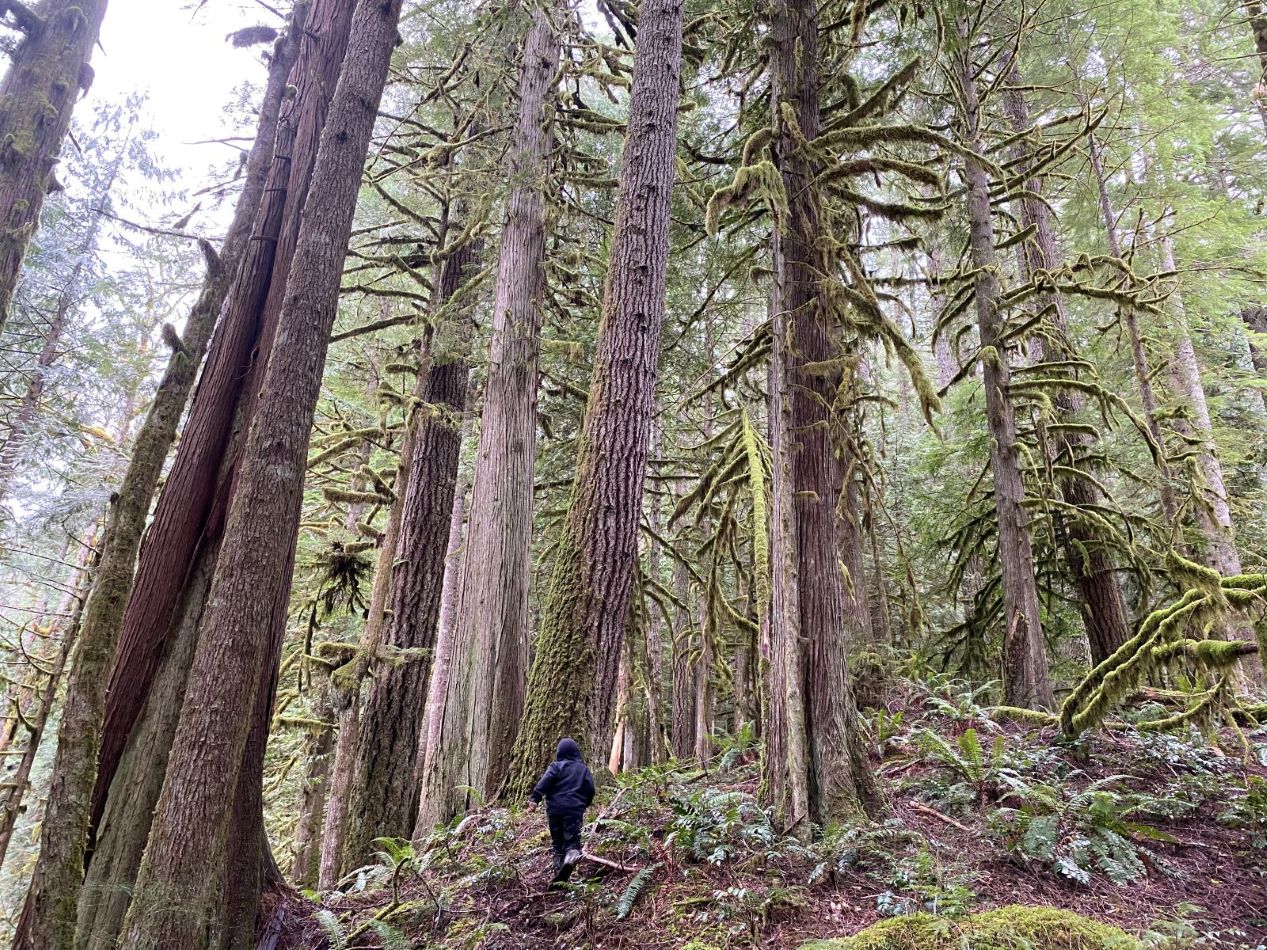 Frank Lockyear Memorial Grove