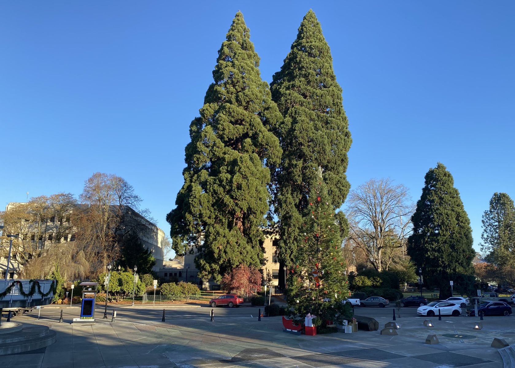 Courthouse Square Giant Sequoias
