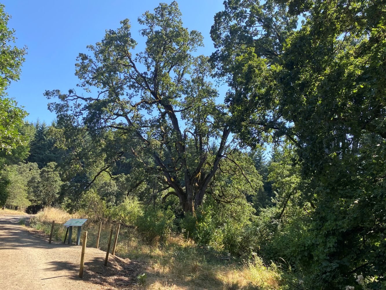 Signature Oak