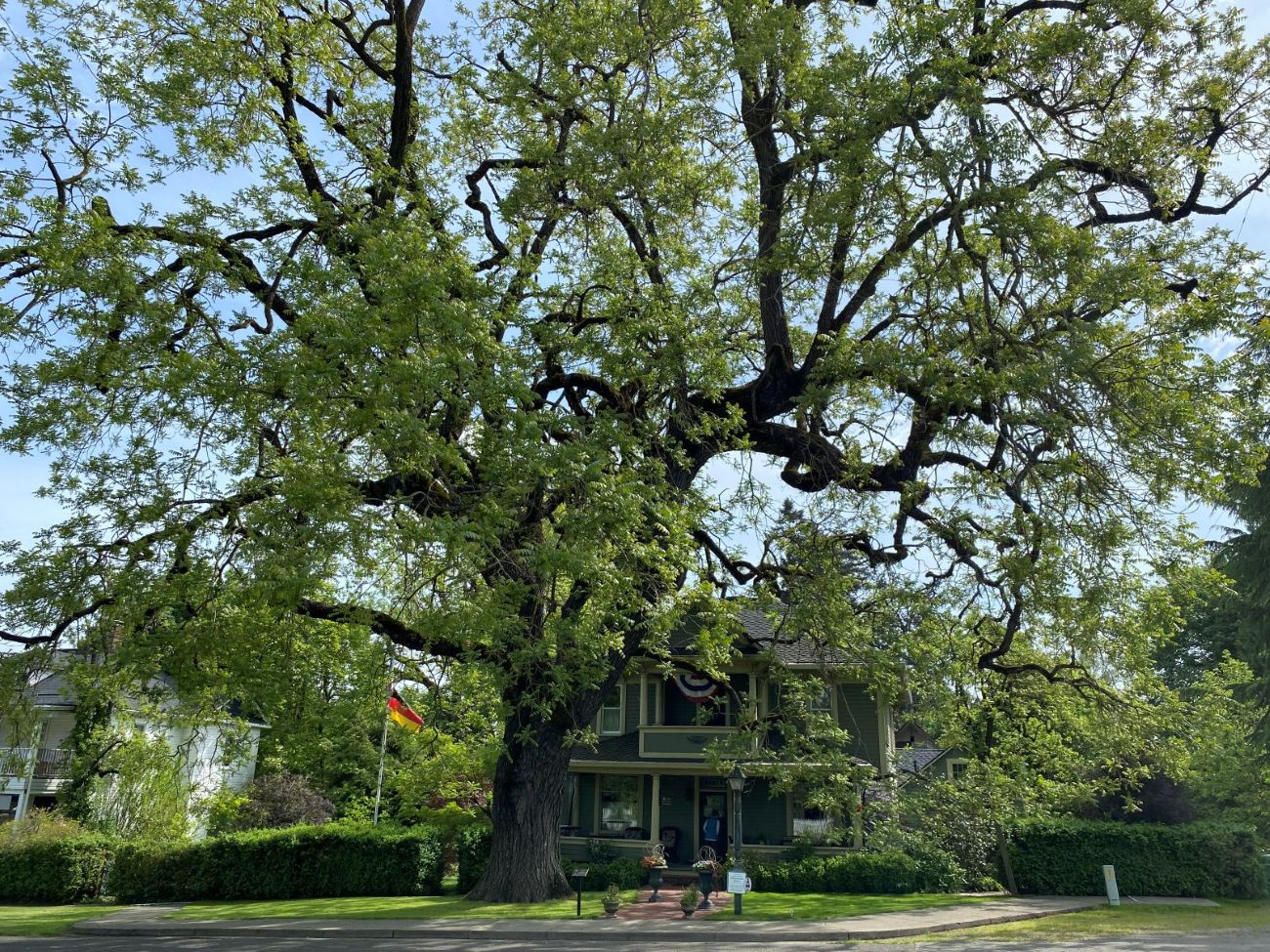 Walnut tree in spring