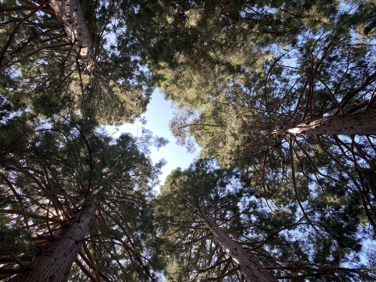 Star Trees at Willamette University